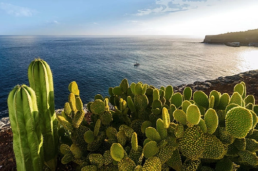 mein-schiff_kanaren_la-gomera_kaktus_kreuzfahrten-flemming Mein Schiff Kakteen auf La Gomera Kanaren