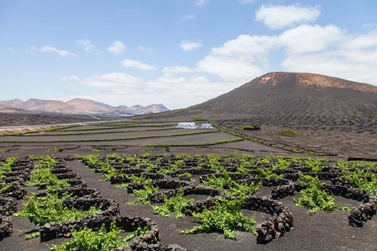 lanzarote_kaktus_weingut_kreuzfahrten-flemming Kanaren Lanzarote Kaktus Weingut