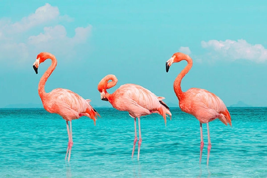 Mein Schiff Flamingos in der Karibik