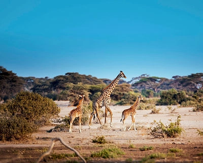 mein-schiff_port-elizabeth_suedafrika_giraffen_kreuzfahrten-flemming Mein Schiff Giraffen in Südafrika