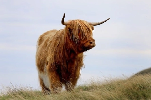 Highland Cow in Schottland Großbritannien