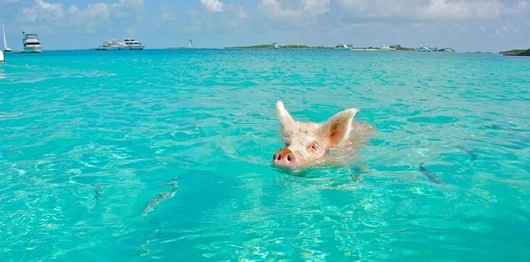 Celebrity BAHAMAS