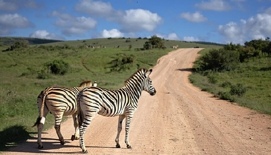 Zebras auf der Strasse in Afrika mit Safari