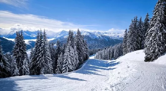 Verschneiter Wald in den Bergen