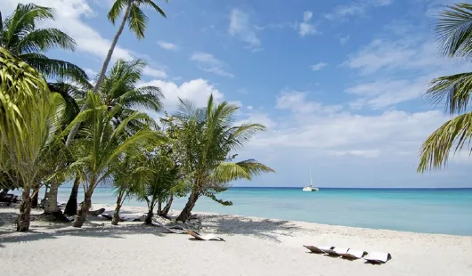 MSC Cruises Karibik Srand mit Palmen