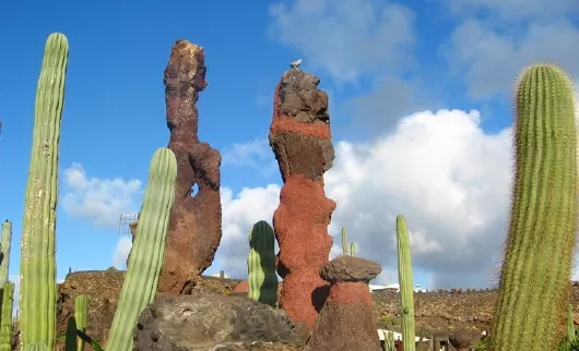 Lanzarote Kakteen