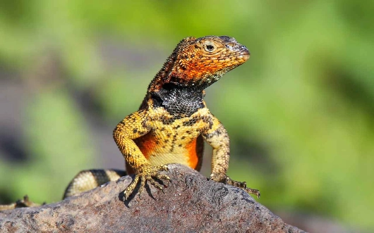 Celebrity Cruises GALAPAGOS