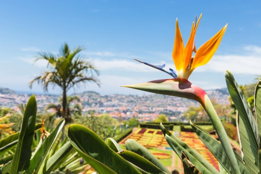 kreuzfahrten-flemming_64795777-strelitzia-in-botanical-garden-of-funchal-at-madeira-island Strelitzie in Funchal auf Madeira